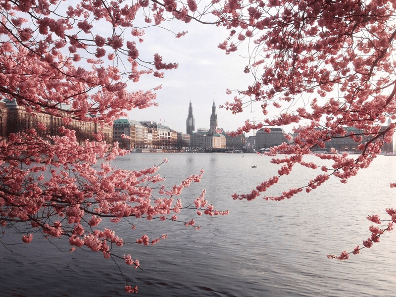 Hoa anh đào ở Hamburg