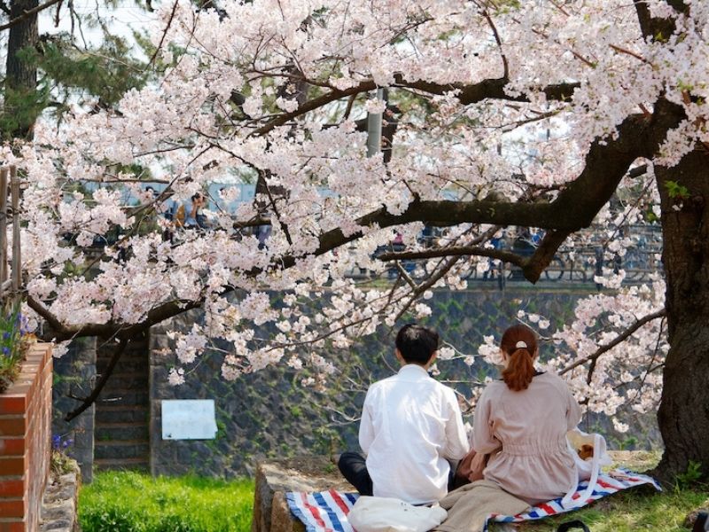 Picnic và ngắm hoa anh đào