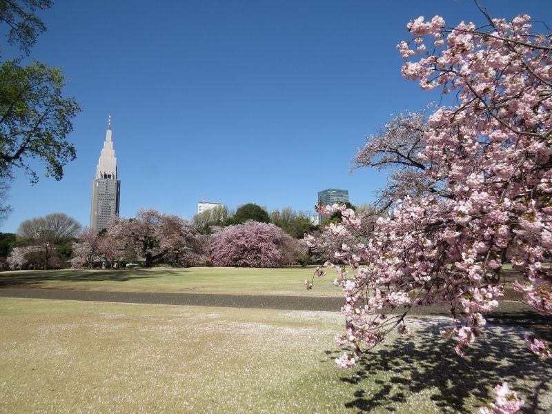 Công viên quốc gia Shinjuku Gyoen - Lễ hội hoa anh đào Nhật Bản