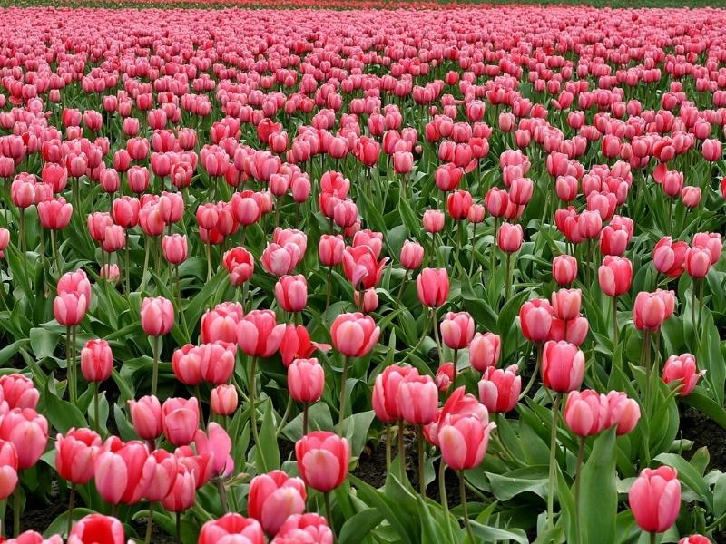 Hoa Tulip - Biểu tượng Hà Lan