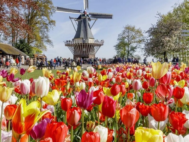 Hoa tulip nở rộ tại Keukenhof