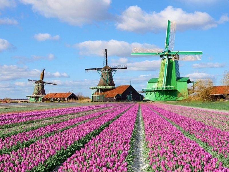 Hoa tulip đa dạng màu sắc tại Keukenhof