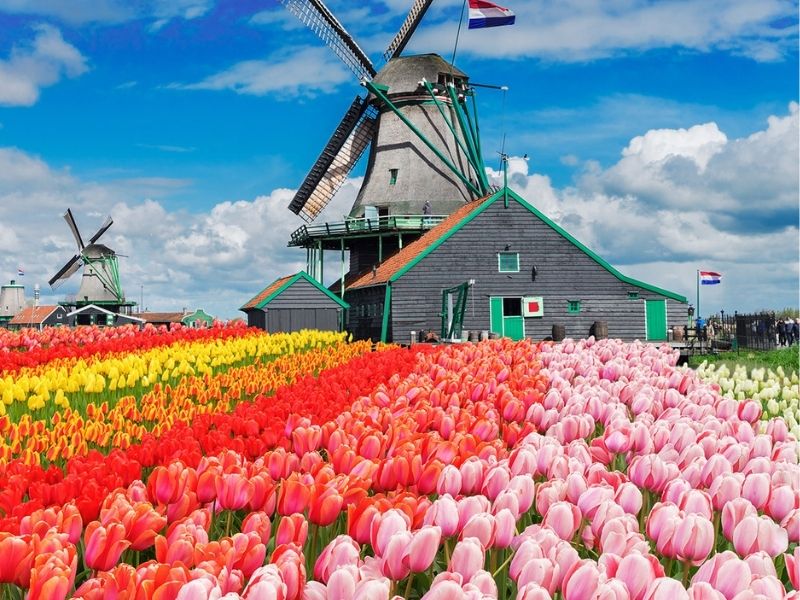 Cảnh sắc vườn hoa Keukenhof vào mùa cao điểm