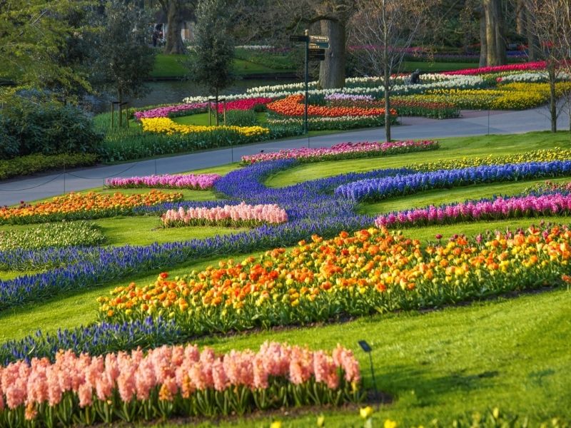 Keukenhof và các loại hoa khác ngoài tulip