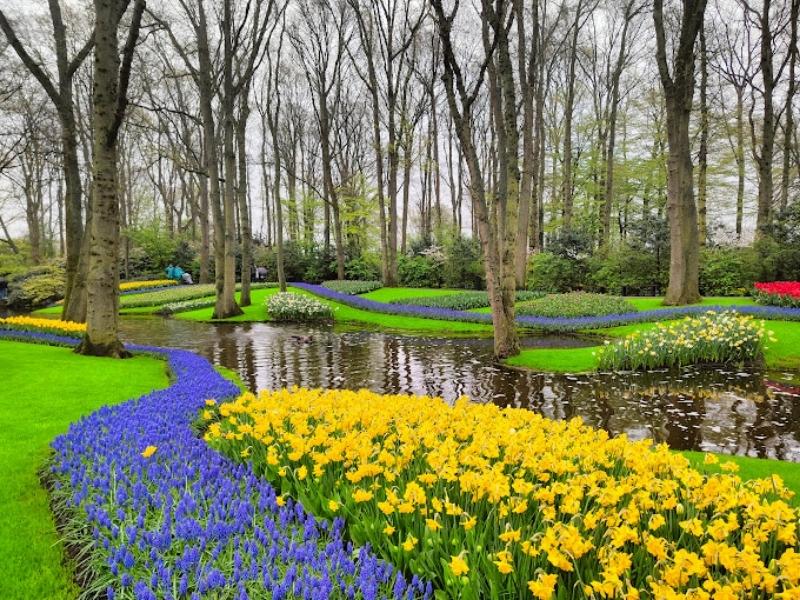 Keukenhof và các loại hoa khác ngoài tulip 