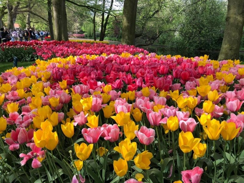 Vườn hoa Keukenhof Hà Lan vào mùa xuân