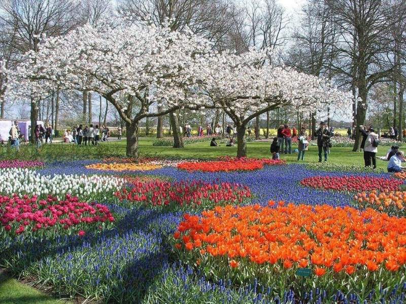 Khung cảnh tuyệt đẹp tại vườn hoa Keukenhof