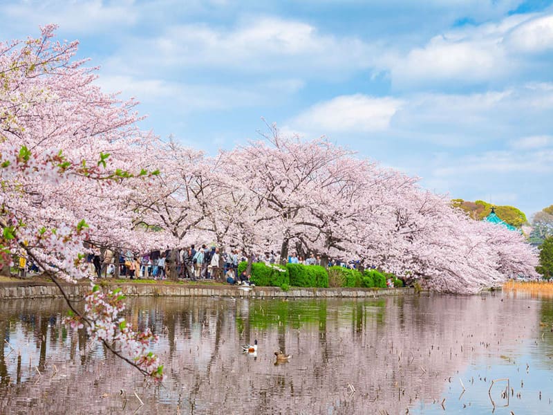 Công viên Ueno lớn nhất Tokyo 