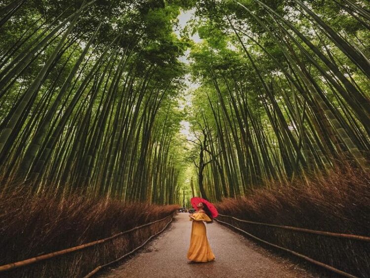 Rừng tre Arashiyama